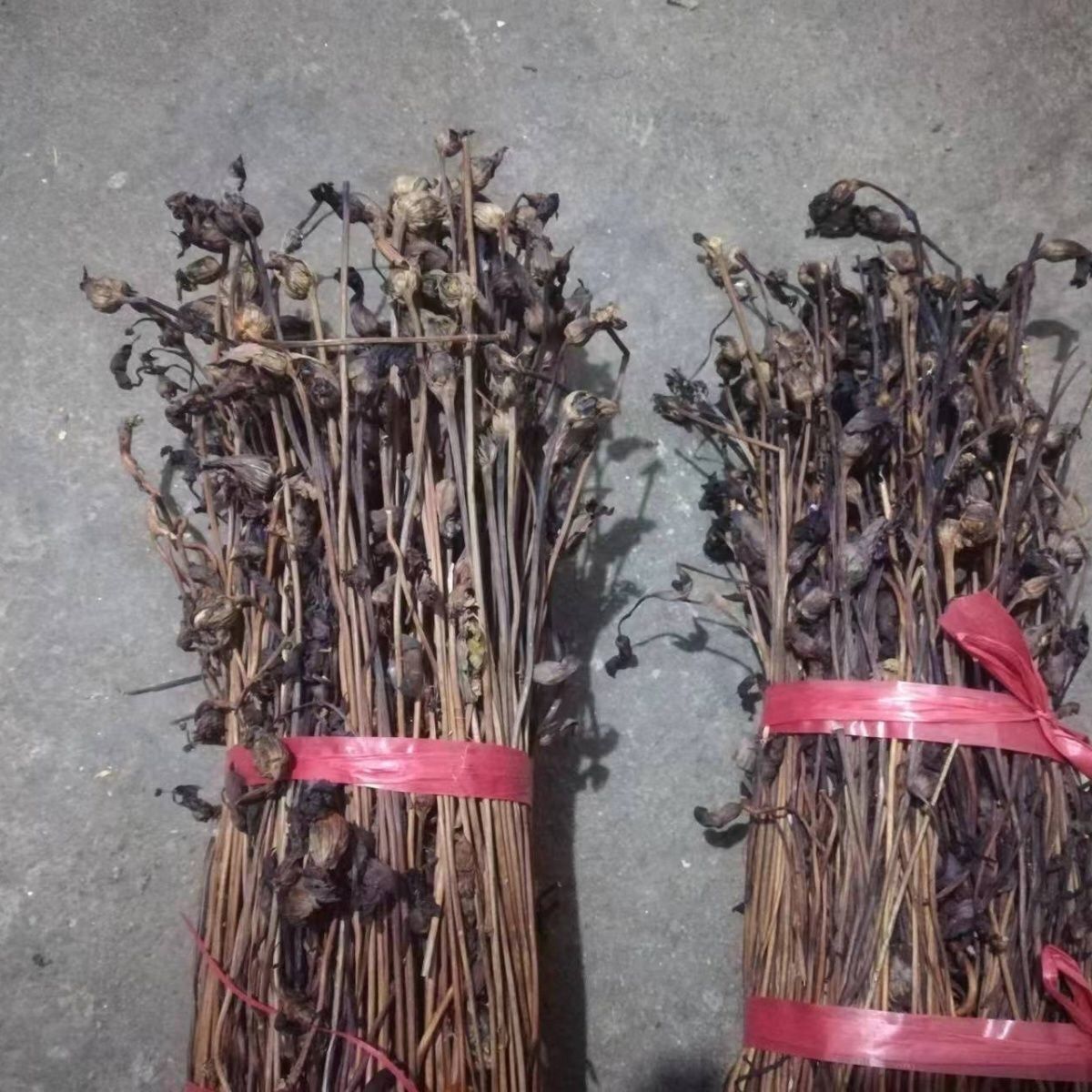 官真花 芦苇花 当季野菰 蛇箭草 白茅花土灵芝草蔗寄生金锁匙真货图片