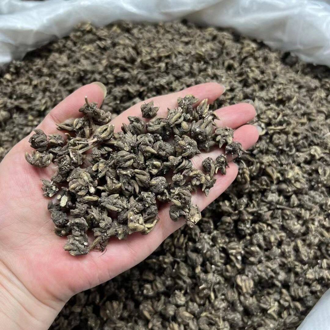 正品产地直销猫爪草猫猫草水洗山货猫抓草热卖真货好货