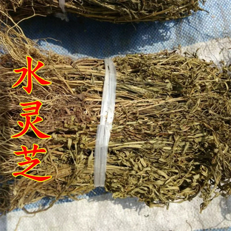 材 水灵芝 水黄连 水黄莲 鱼胆草正品包邮 野生新货真货图片
