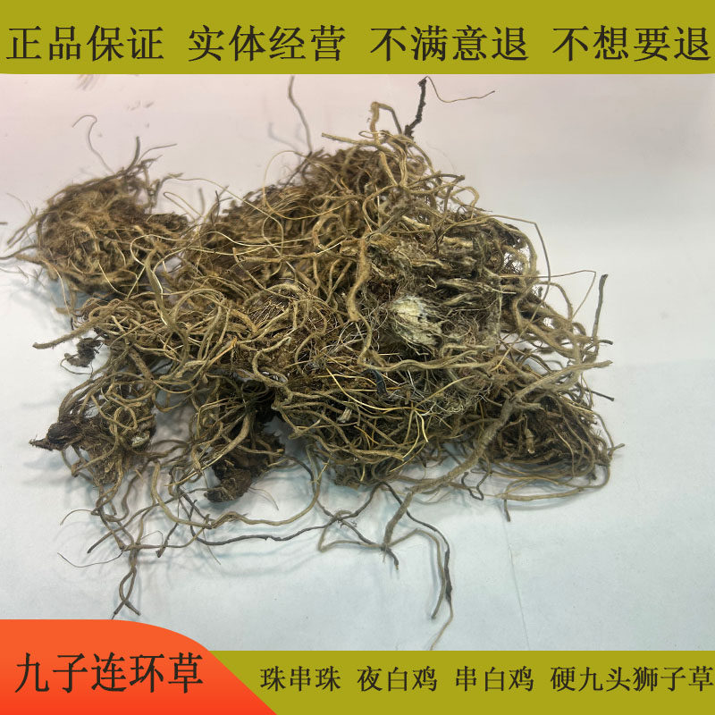 九子连环草硬九头狮子草串白鸡珠串珠九节虫海老根肉连环夜白鸡