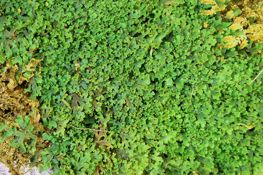 广西稀有小型地衣 苔藓景观水陆缸生态缸水石造景 多肉盆栽绿植