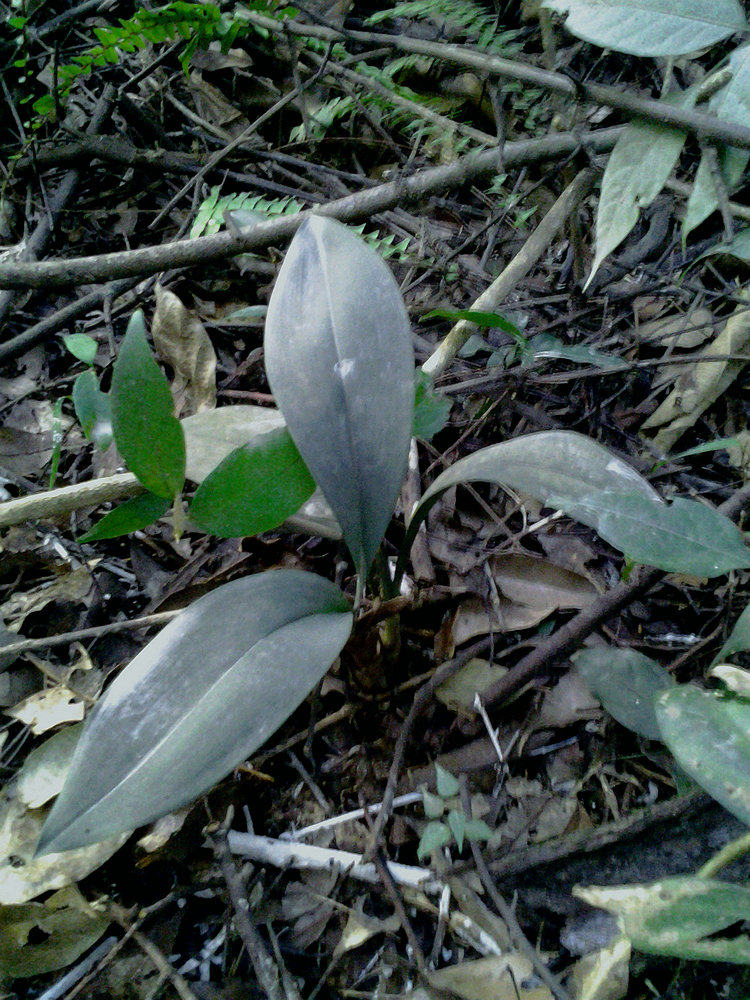 蓝叶兔耳兰室内喜阴花卉盆栽植物稀有兰花原生绿植水陆生态雨林缸
