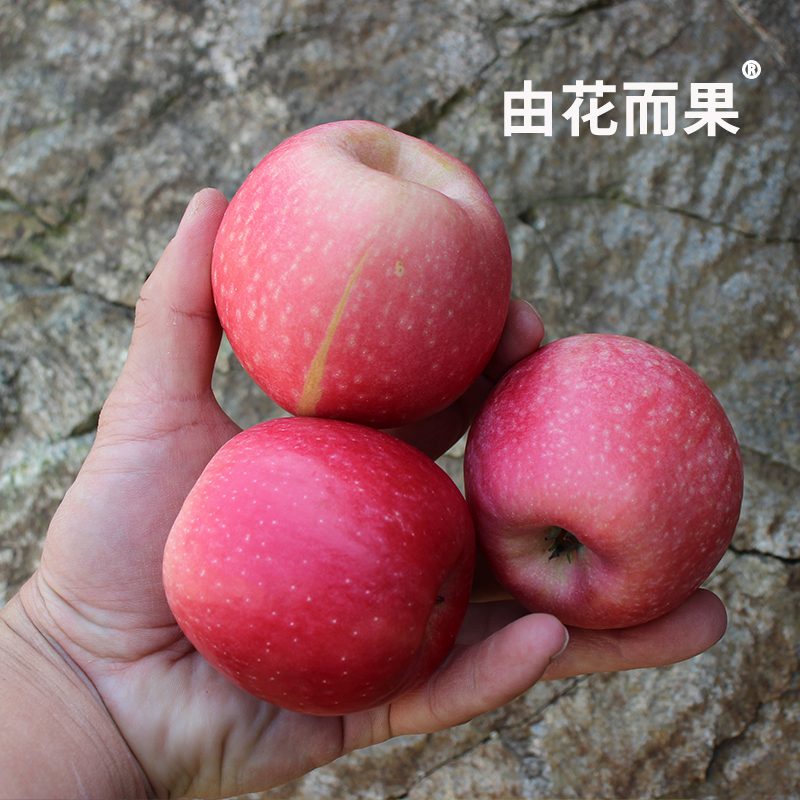 欢迎尝试果园新品种*香脆小苹果@由花而果 发顺丰