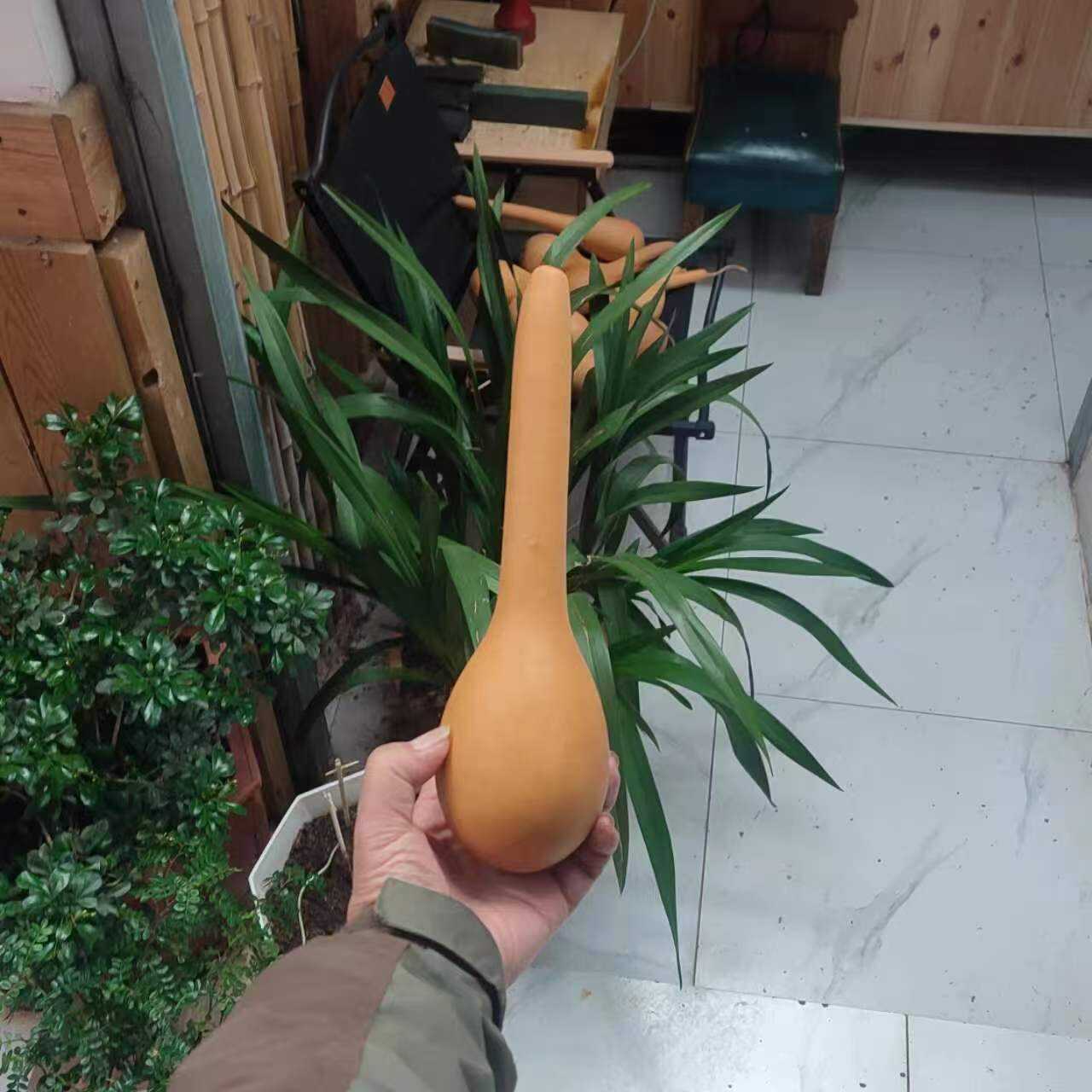 葫芦笙制作材料葫芦(一个的价)