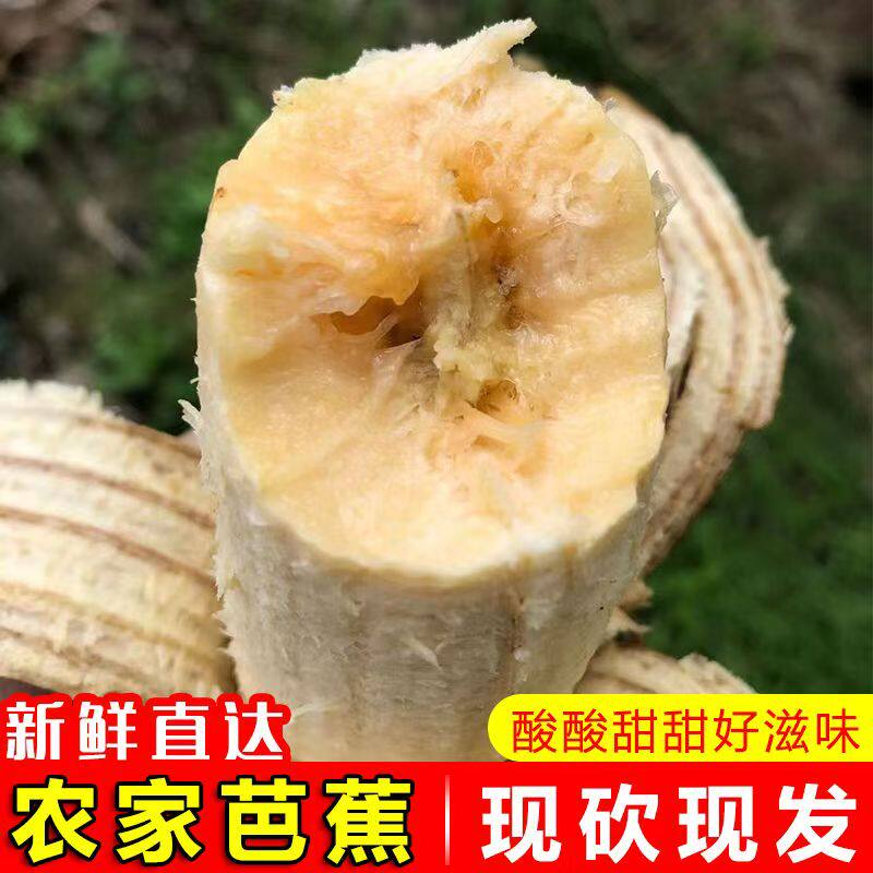 广东大蕉本地大芭蕉高州新鲜自然熟纯天然农家牛角蕉易成熟中大果