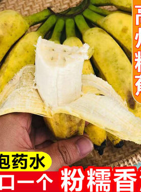 自然熟小米蕉广东本地香蕉