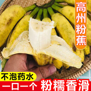 正宗糯米蕉自然熟小米蕉广东高州小香蕉粉蕉本地粉糯新鲜无催熟剂