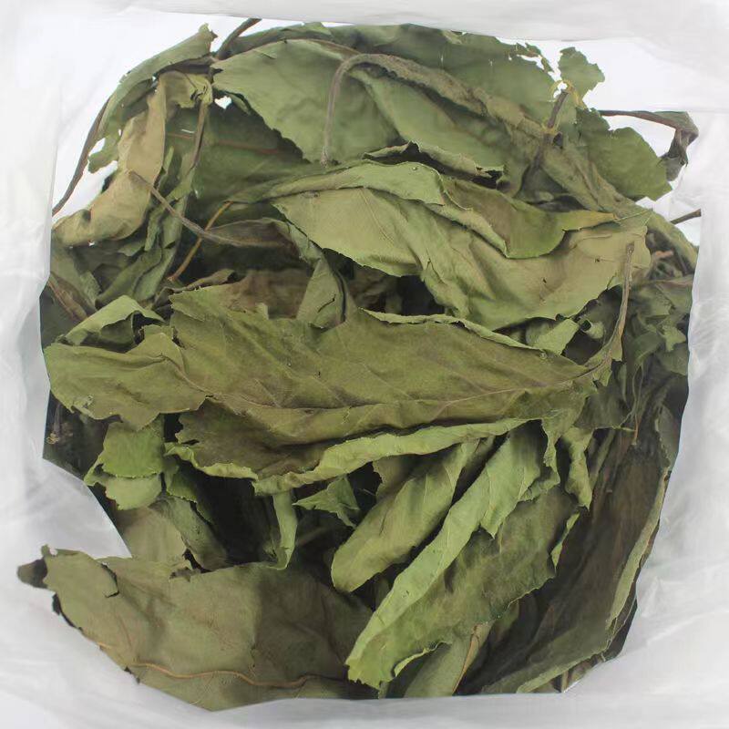 自然干叶南非叶晾干叶扁桃斑鸠菊将军叶马来西亚苦茶叶草药泡茶