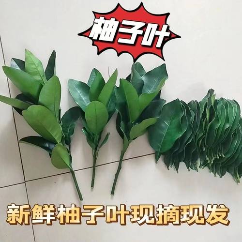 新鲜柚叶去晦气专用柚子叶碌柚叶树叶转运柚叶子净宅新居出狱洗澡