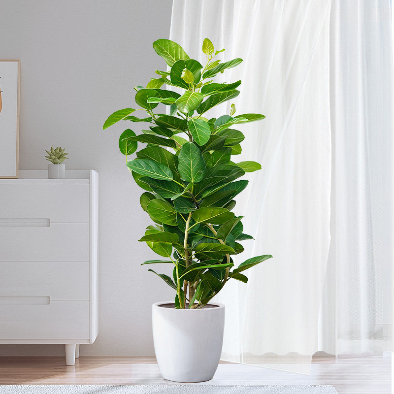 孟加拉榕树造型盆栽北欧客厅办公室庭院大型绿植高山榕树净化空