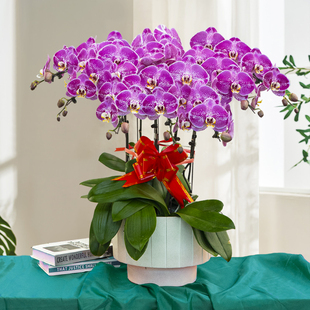 蝴蝶兰盆栽带花苞礼品花卉植物室内客厅兰花乔迁送礼北京配送到家