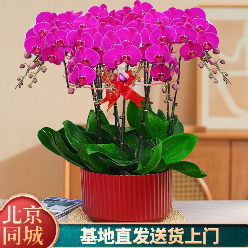 【特级蝴蝶兰推荐】鲜花同城配送