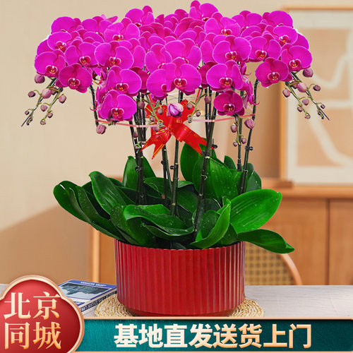 【特级蝴蝶兰推荐】鲜花同城配送