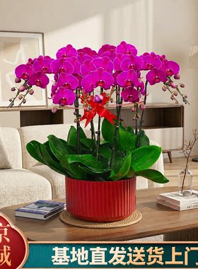 【特级蝴蝶兰推荐】鲜花同城配送