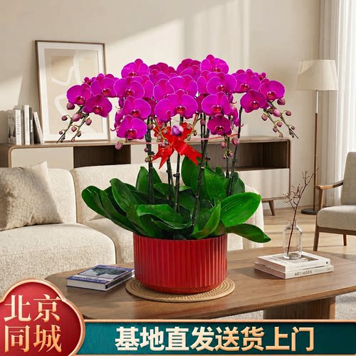 【特级蝴蝶兰推荐】鲜花同城配送
