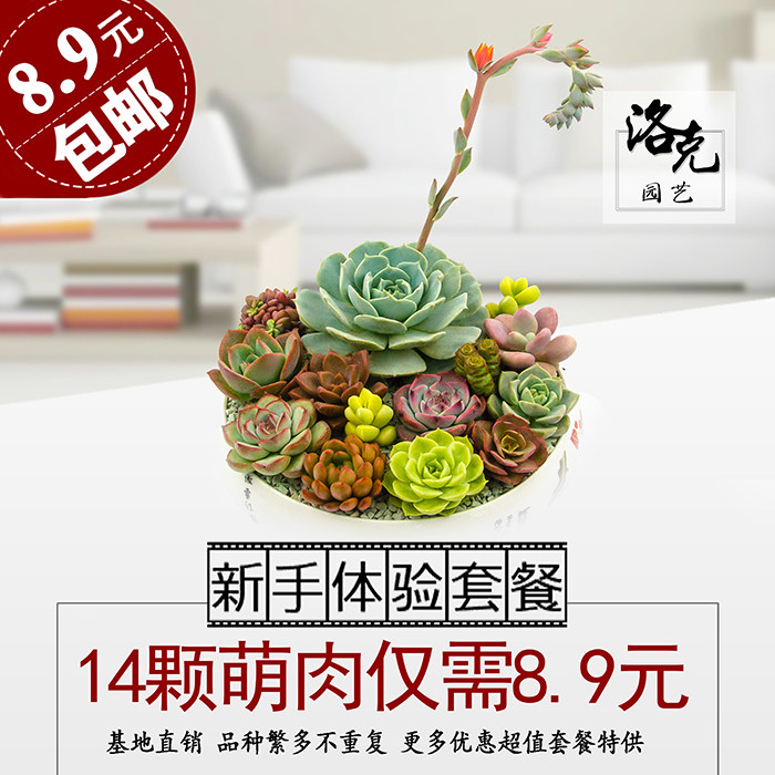 玉坠稀有一筐一拍多肉40颗新款一箱容易爆盆的黄金万年草植物包邮