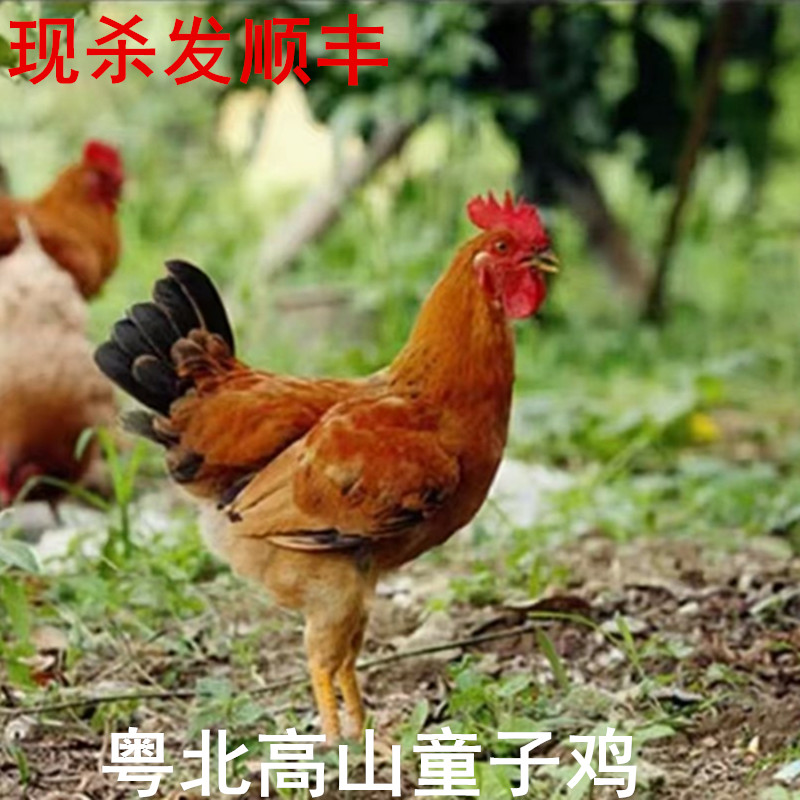 新鲜童子公鸡初打呜12岁小孩长个