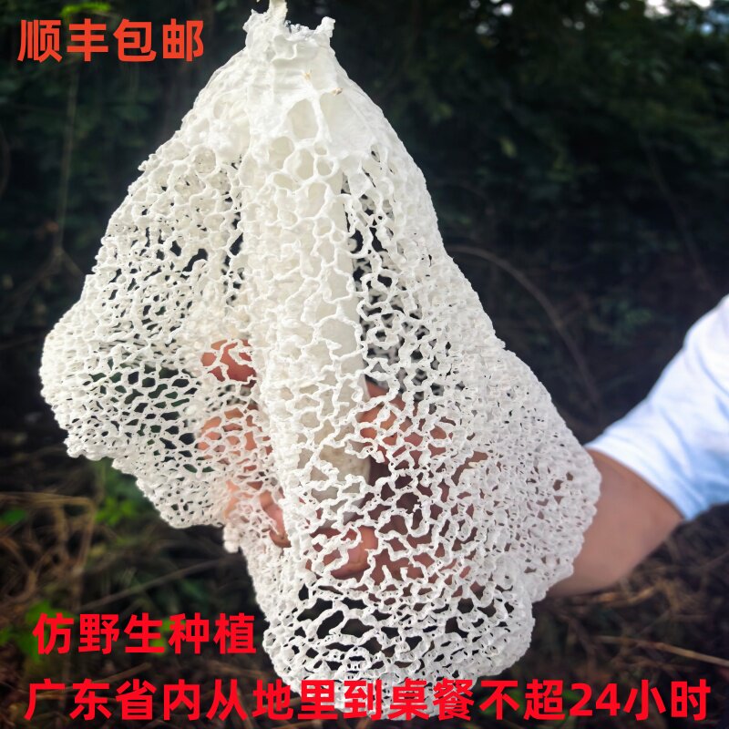 顺丰新鲜仿野生竹荪干货竹笙网长裙煲汤食材无添加原生态现采发