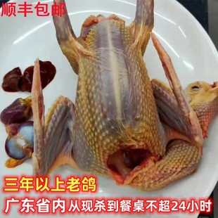 顺丰包邮现杀农家高山放养三年老鸽子带内脏整鸽5只孕妇病人炖汤