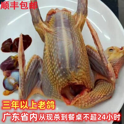 现杀三年以上老鸽子新鲜农家放养