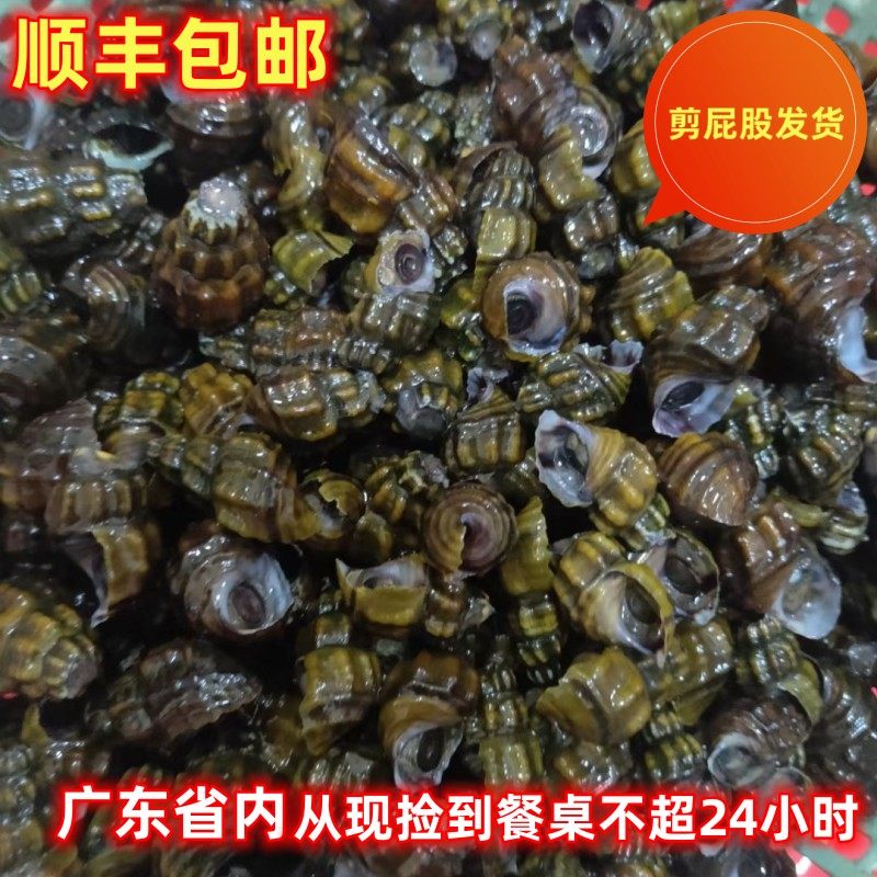 顺丰包邮新鲜野生螺剪屁股螺鲜活2斤炒螺煲汤闷鲜甜粤北高山河螺