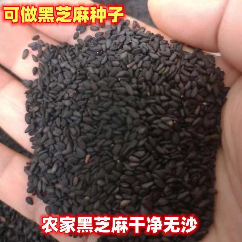 农家黑芝麻自留品种小颗可做种子图片