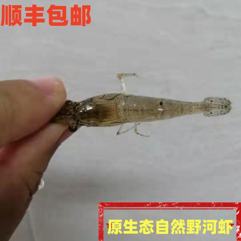 顺丰韶关河野生河虾鲜活现捕现发2斤广东食用小孩老人孕妇淡水虾