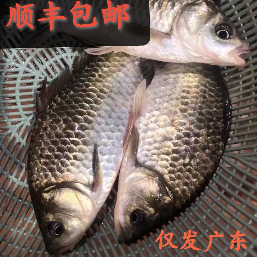 现捕鲫鱼淡水鱼新鲜现杀产妇下奶