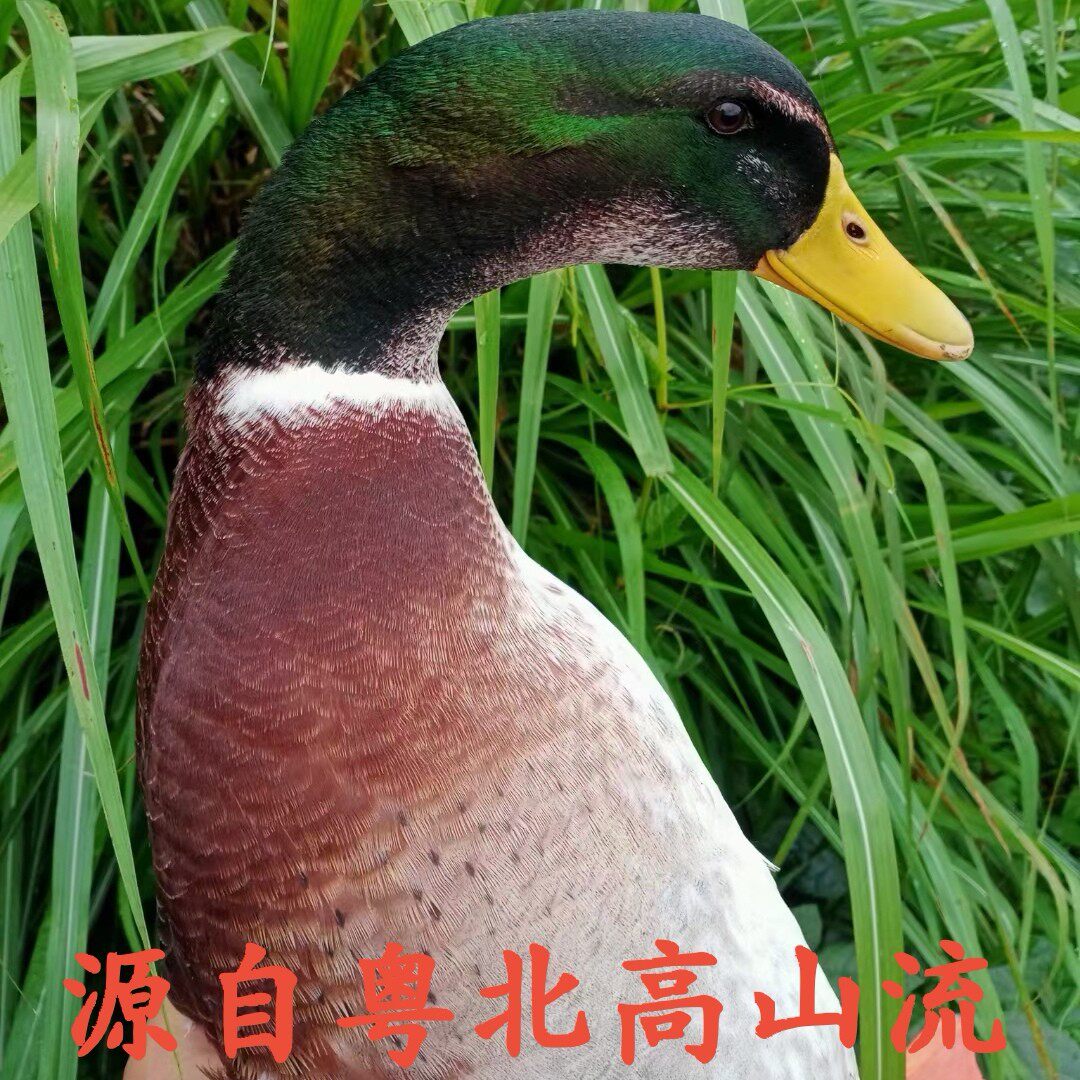 新鲜青头鸭整只现杀带内脏放养