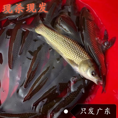 高山河野草鱼淡水河鱼鲜活