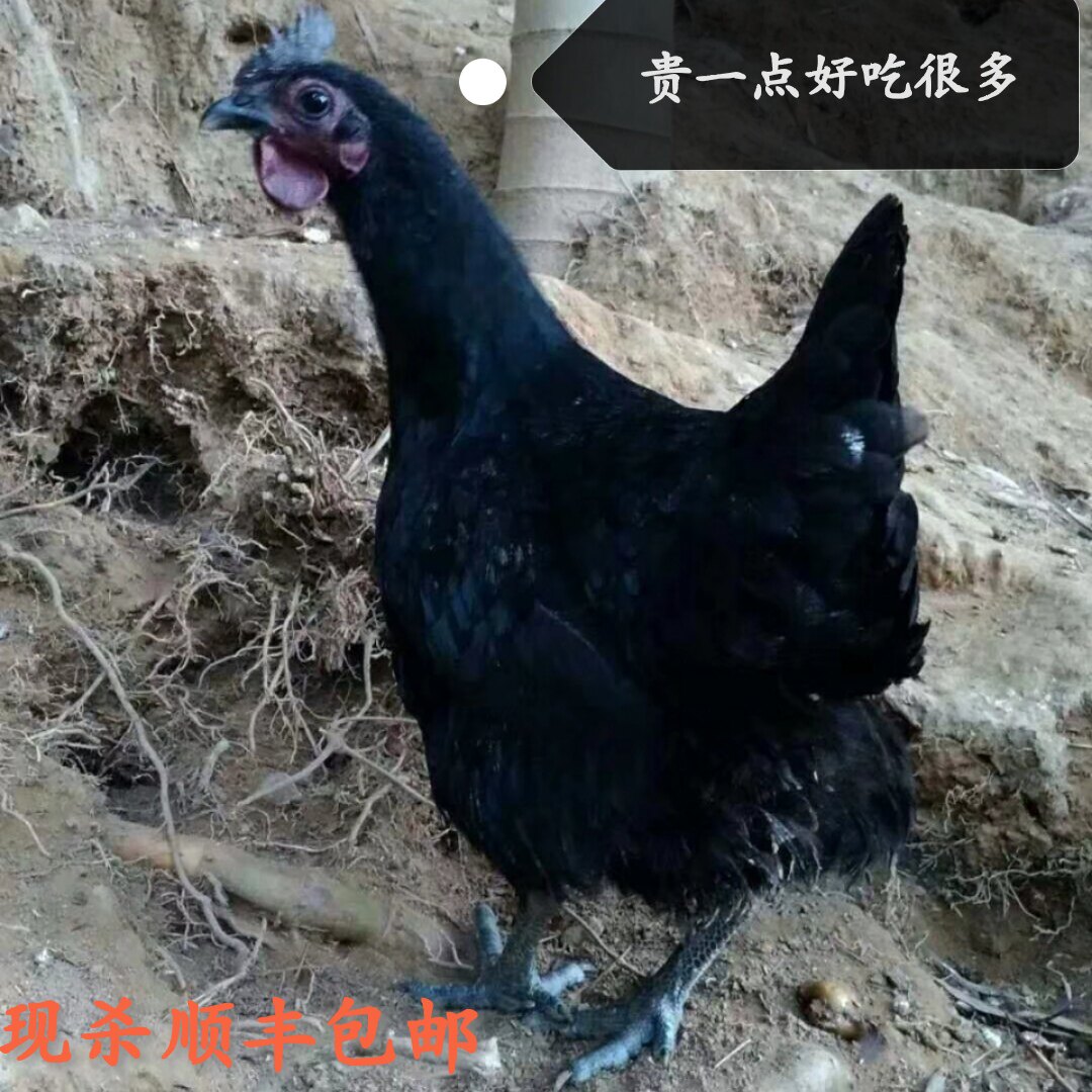 顺丰包邮新鲜五黑鸡农家二年老母鸡竹丝鸡乌鸡整只现杀带内脏土鸡