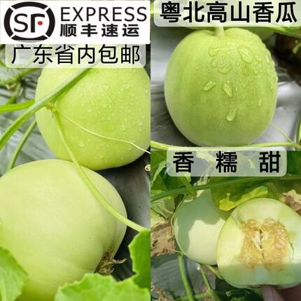 顺丰农家香瓜应季水果高山种植甜瓜5斤/10斤无激素无防腐剂无催熟