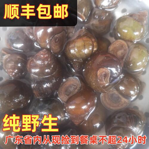 泥螺鲜活田螺新鲜大个带壳5斤