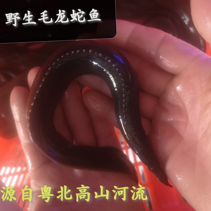 鲜活野刺鳅毛龙蛇鱼2斤现杀