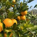 胖子家湖南现摘现发新鲜冰糖橙一份9斤