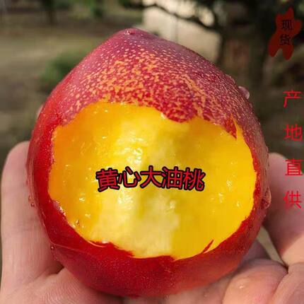 山西运城现摘新鲜水果麻脸点黄心肉大油挑时令孕妇水果脆甜大油桃