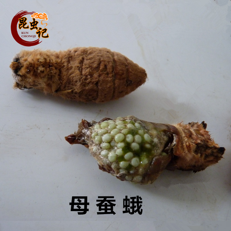 茧蛹 蛾子图片