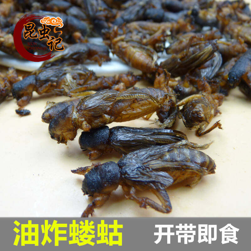 蝼蛄食用昆虫荒野虫子蝼蝈姑土狗拉拉狗古包邮50克