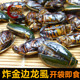 油炸小金边龙虱新龙虱美味龙虱鱼鳖虫昆虫宴美食开袋即食