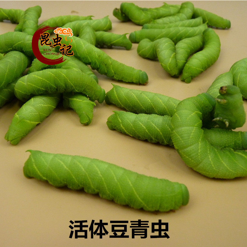 2025年新豆青虫活体豆虫大豆虫豆丹猪儿虫昆虫钓鱼鱼饵芝麻虫