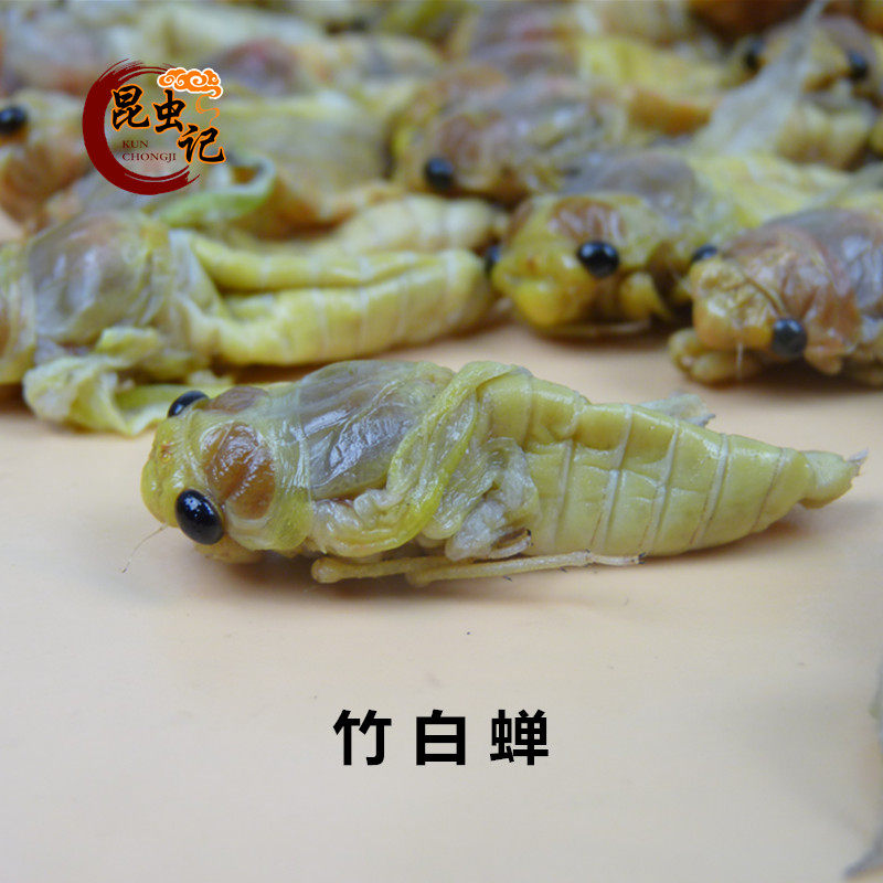 食用高蛋白昆虫竹蝉嫩蝉金蝉蜕变的嫩白蝉银蝉大竹蝉冷冻运输