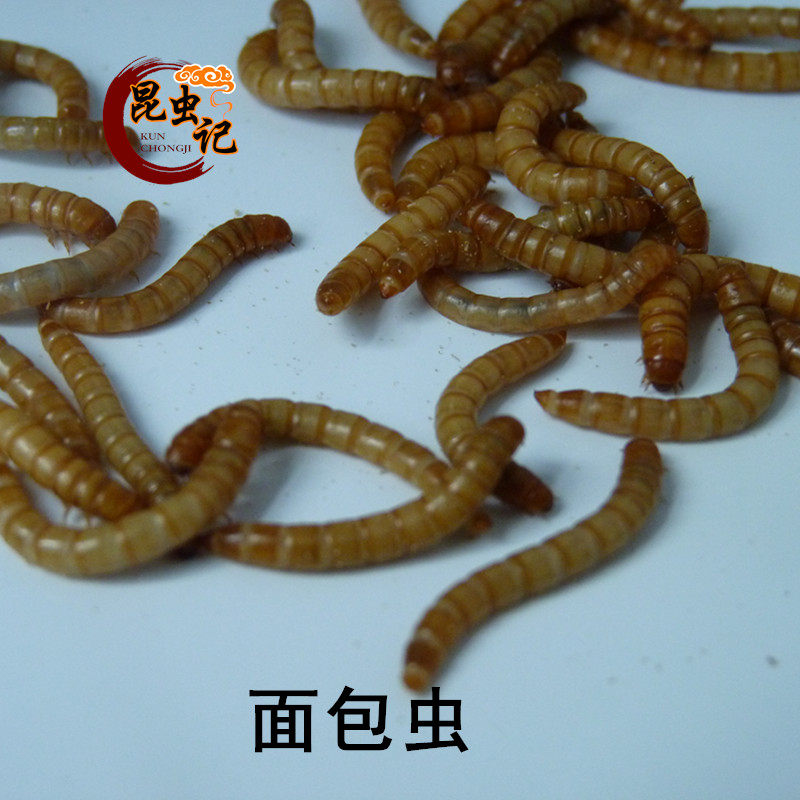 食用昆虫面包虫高蛋白虫子美食黄粉虫生鲜冷冻发货500克