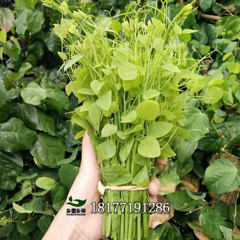 新鲜野菜赤苍藤嫩芽牛耳勾华侧
