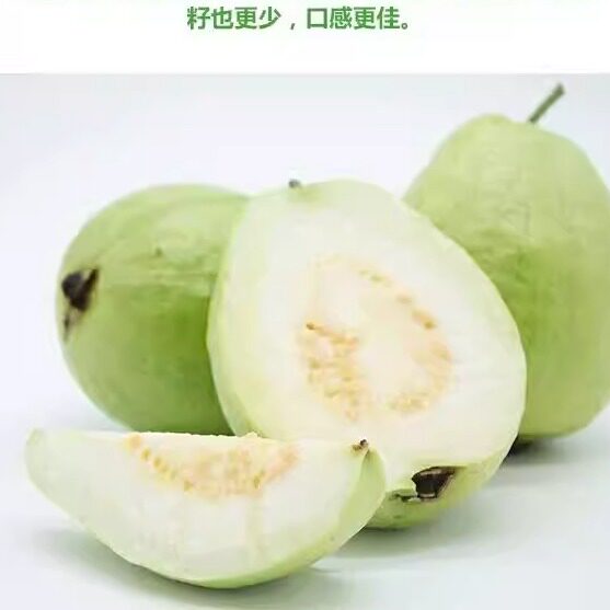 果园现摘现发玉林白心芭乐番石榴新鲜水果5斤包邮当季巴乐潘石榴