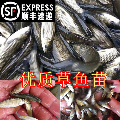 草鱼特大草鱼鱼苗小淡水鱼养殖饲料鱼淡水活鱼四大家鱼半斤皖青鱼