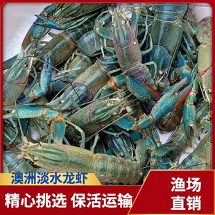 澳洲淡水小龙虾超大鲜活 顺丰 澳洲淡水龙虾种虾 虾苗 外塘养殖苗