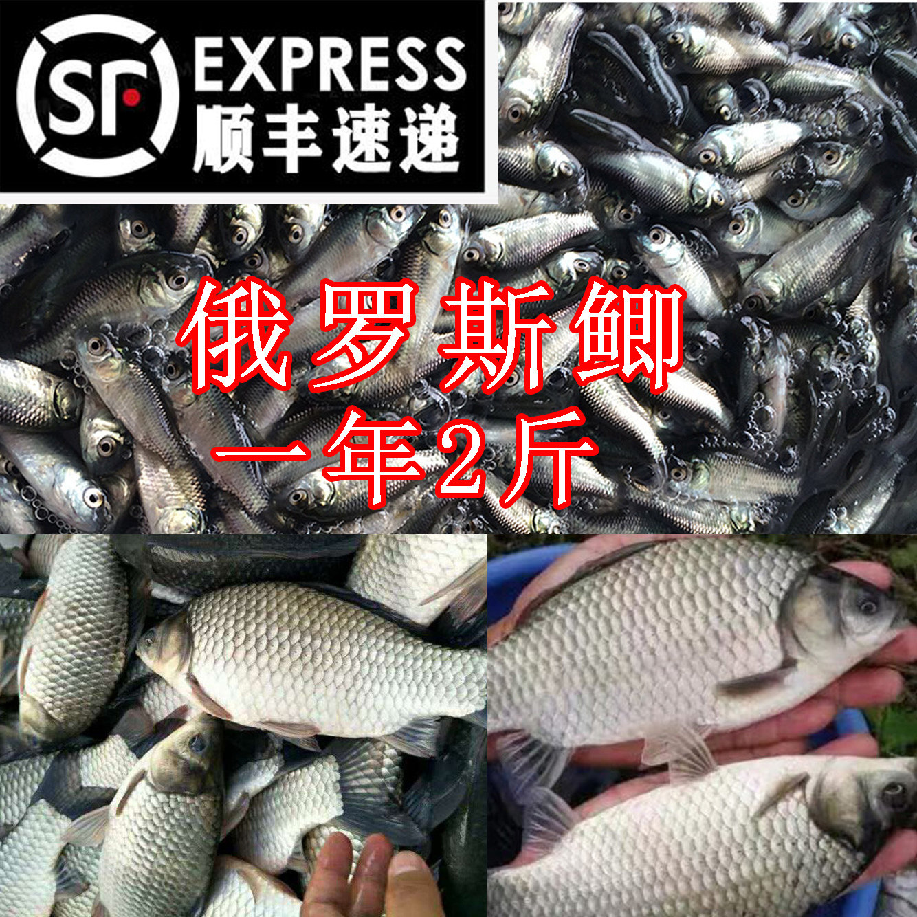 俄罗斯超级鲫鱼苗中科五号银鲫鱼快速生长大白鲫活体快大鲫鱼淡水