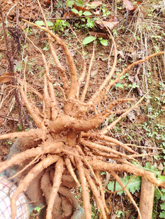 野生新鲜大蓟根干 虎蓟 刺蓟 大蓟根输卵管不通 通而不畅