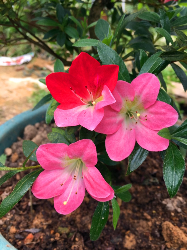 精品杜鹃,日本皋月杜鹃花,红子原生小苗