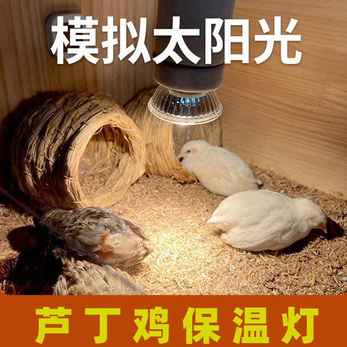 芦丁鸡保温灯加热鹦鹉取暖育雏